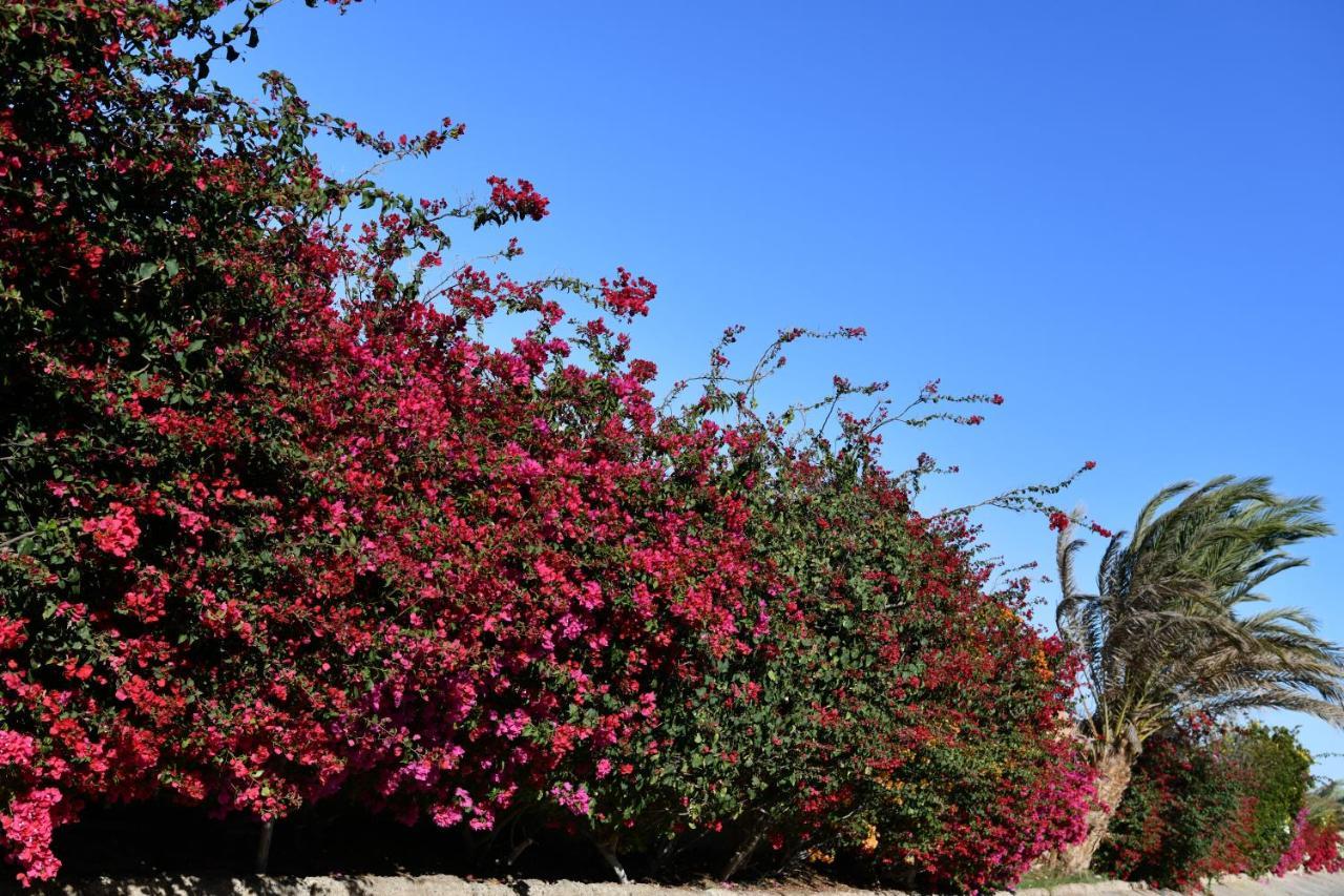 Wadi Lahmy Azur Resort - Soft All-Inclusive Abū Ghuşūn Buitenkant foto